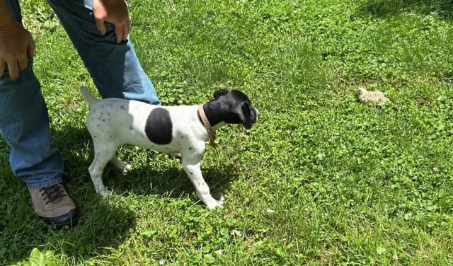 German Shorthaired Pointer Puppies media 2