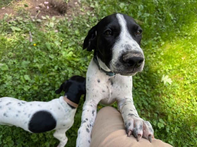 German Shorthaired Pointer Puppies media 3