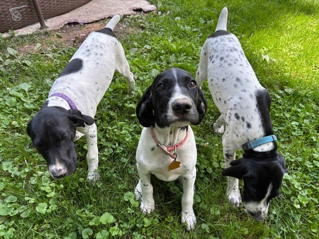 German Shorthaired Pointer Puppies media 5