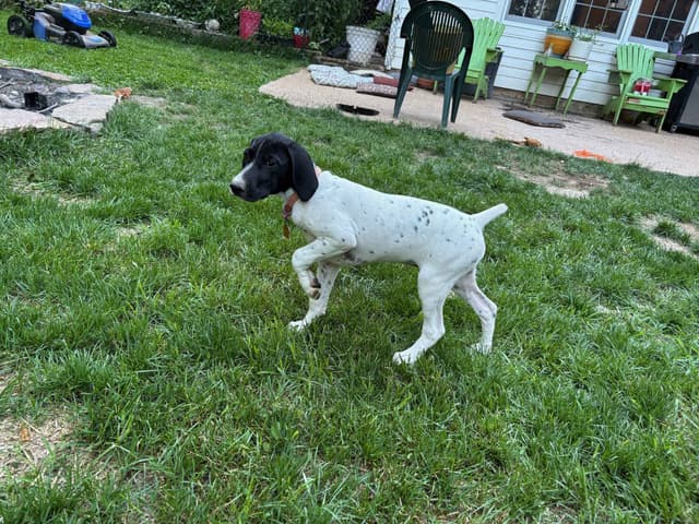 German Shorthaired Pointer Puppies media 4