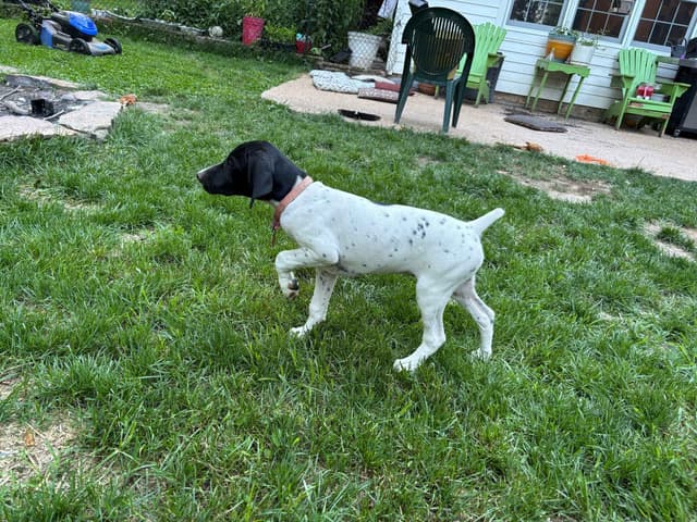 German Shorthaired Pointer Puppies media 6