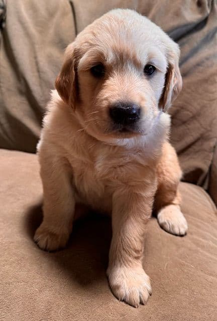 Golden Retriever Puppies media 7