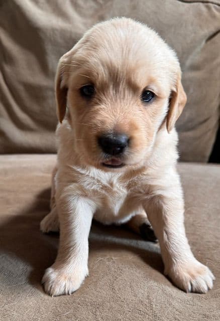 Golden Retriever Puppies media 8