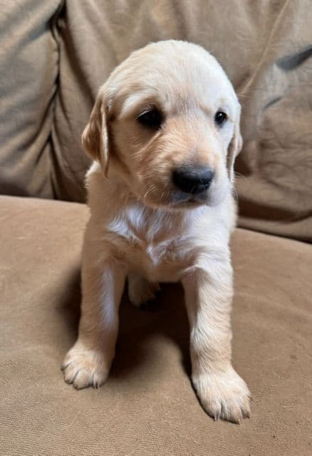 Golden Retriever Puppies media 9