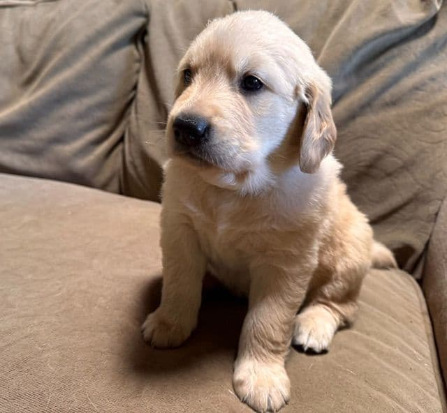Golden Retriever Puppies media 10