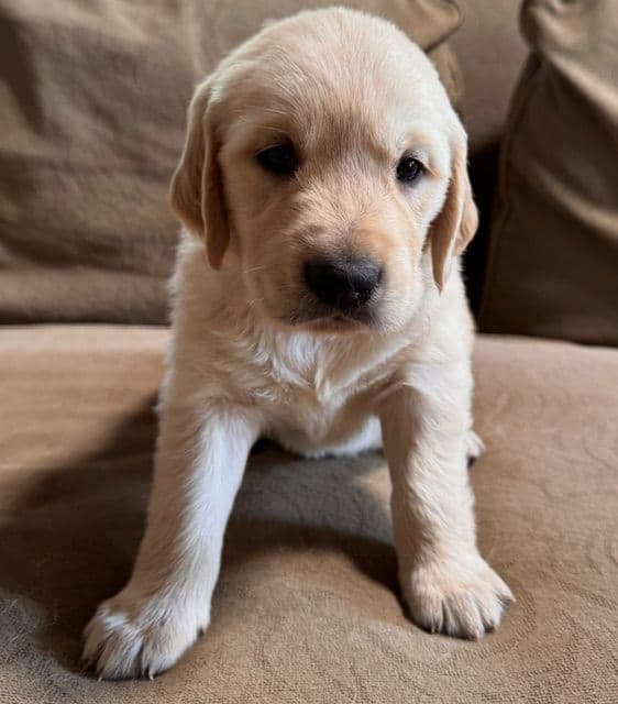 Golden Retriever Puppies media 11
