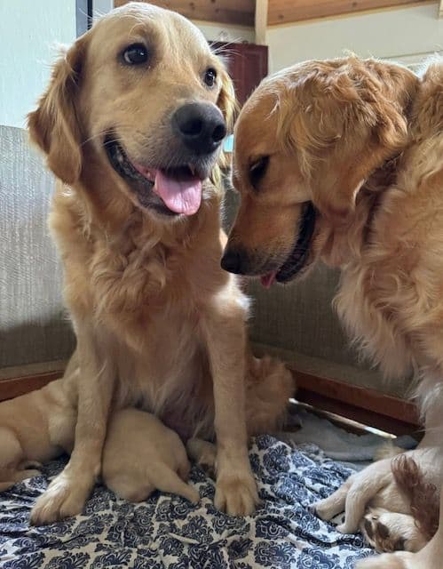 Golden Retriever Puppies media 13