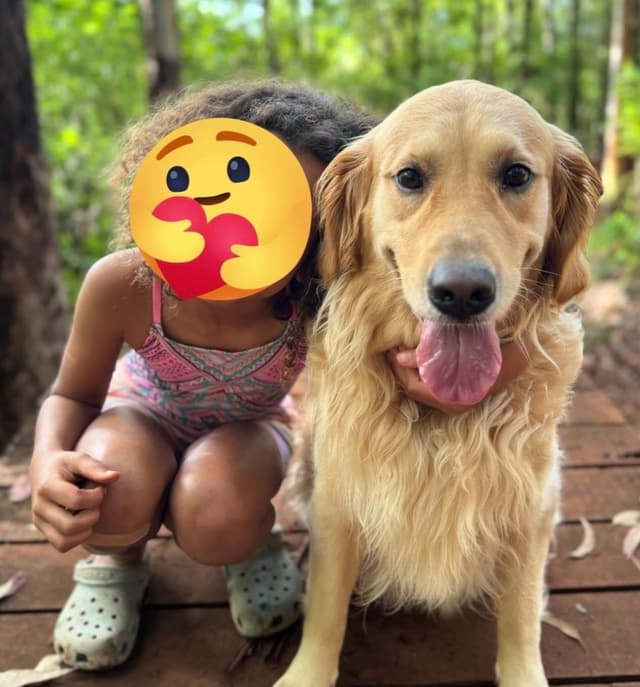 Golden Retriever Puppies media 5