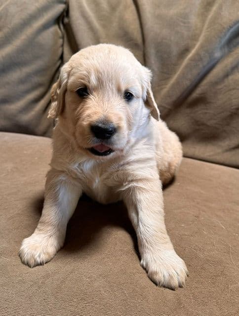 Golden Retriever Puppies media 12
