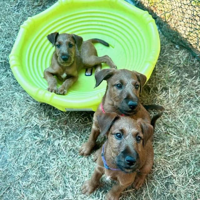 Irish Terrier Puppies media 3