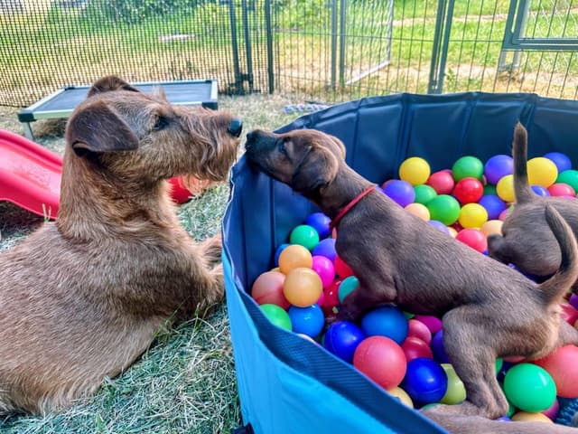 Irish Terrier Puppies media 4