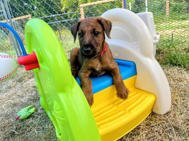 Irish Terrier Puppies media 5