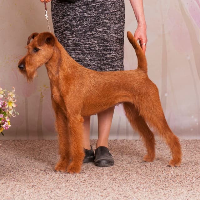 Irish Terrier Puppies media 6
