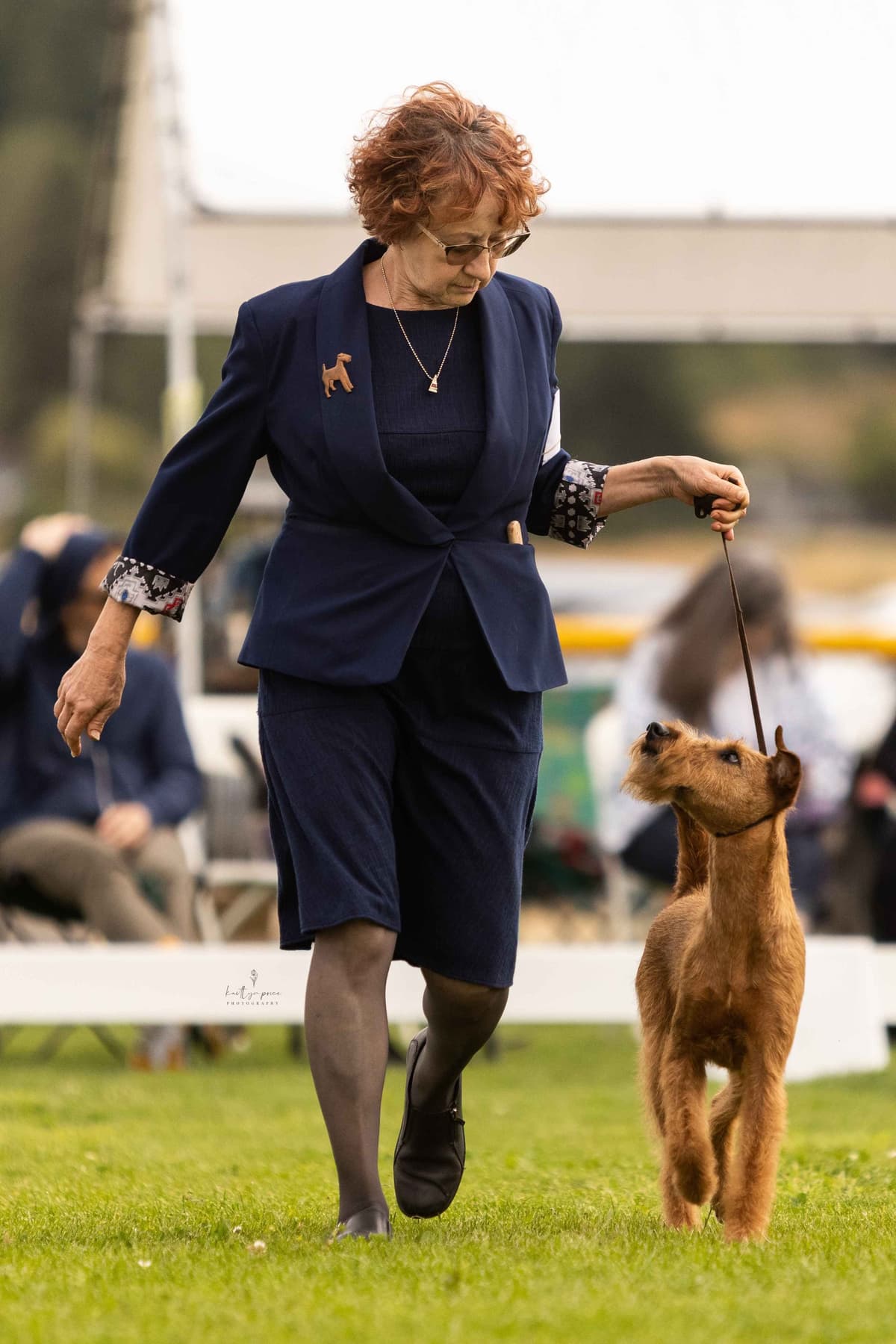 Irish Terrier Puppies breeder image 1