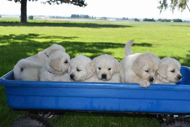 Golden Retriever Puppies media 2