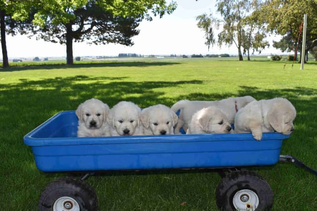 Golden Retriever Puppies media 3