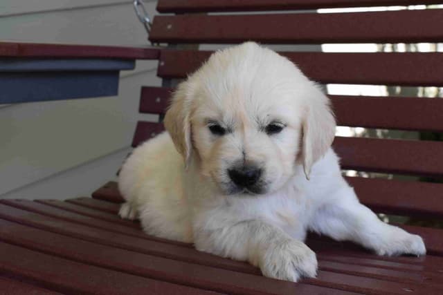 Golden Retriever Puppies media 4