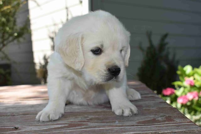 Golden Retriever Puppies media 5