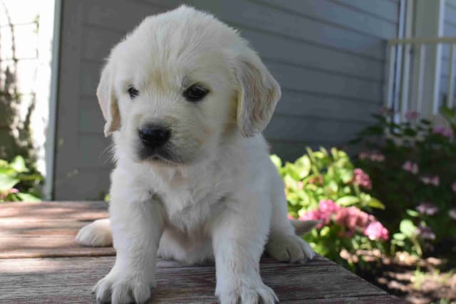 Golden Retriever Puppies media 6