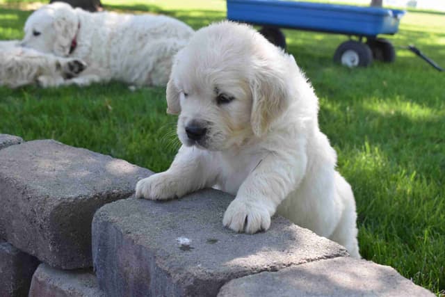Golden Retriever Puppies media 7