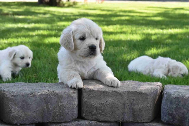 Golden Retriever Puppies media 8