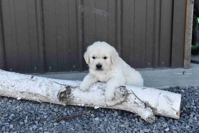 Golden Retriever Puppies media 9