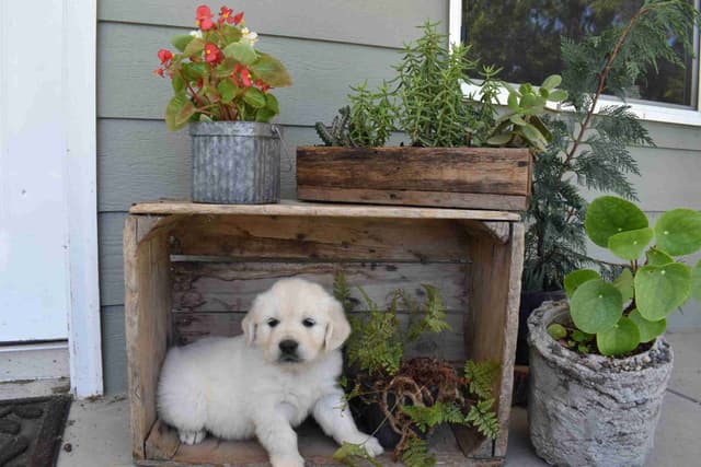 Golden Retriever Puppies media 10