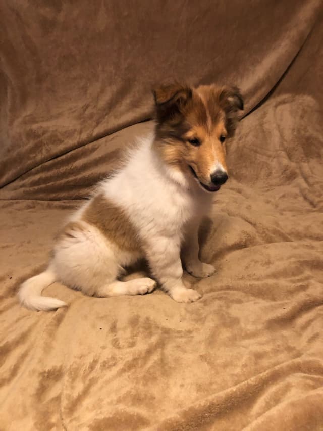 Collie Puppies media 2