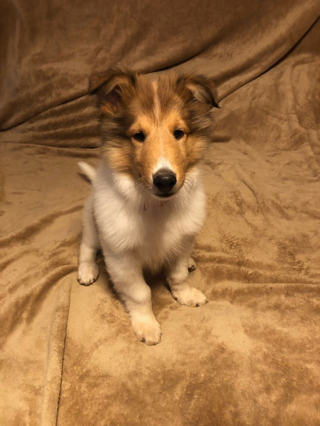 Collie Puppies media 3