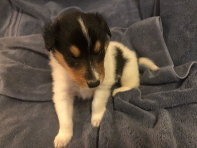 Collie Puppies media 4