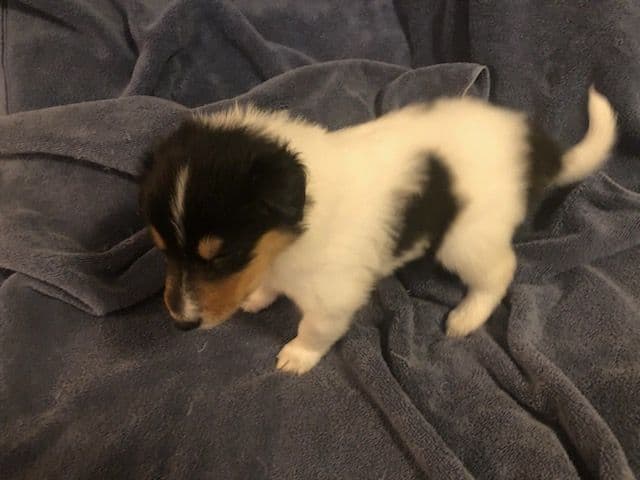 Collie Puppies media 5