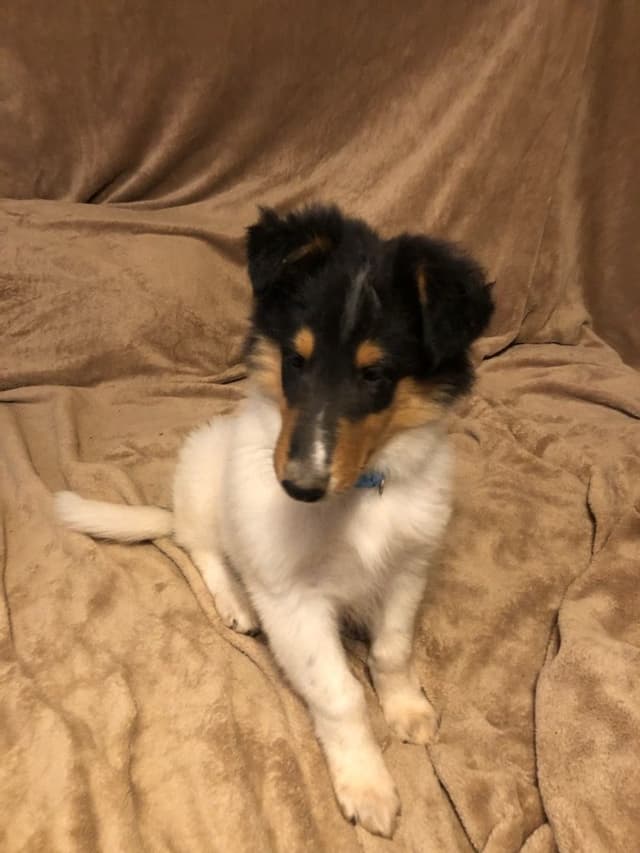 Collie Puppies media 6