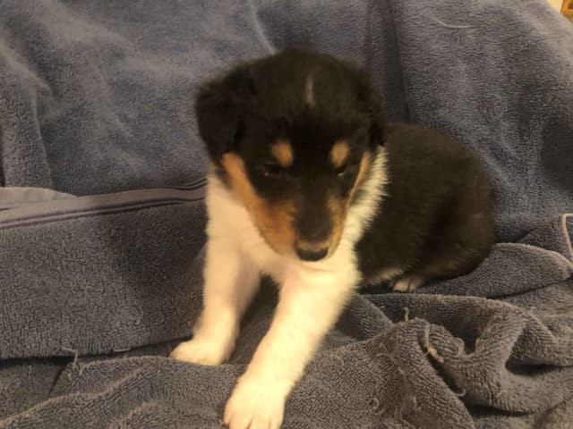 Collie Puppies media 7
