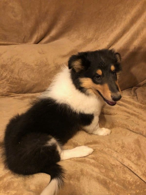 Collie Puppies media 9