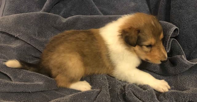 Collie Puppies media 10