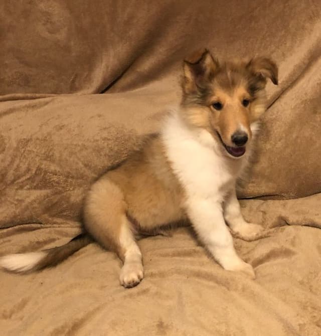 Collie Puppies media 11
