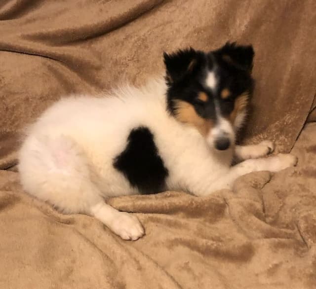 Collie Puppies media 12