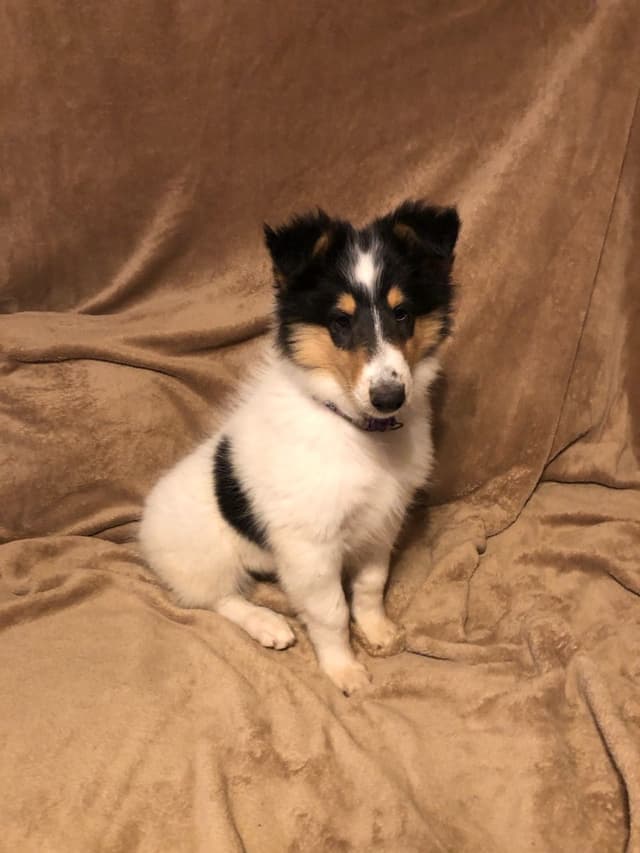 Collie Puppies media 14