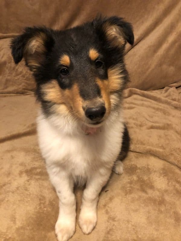 Collie Puppies media 8