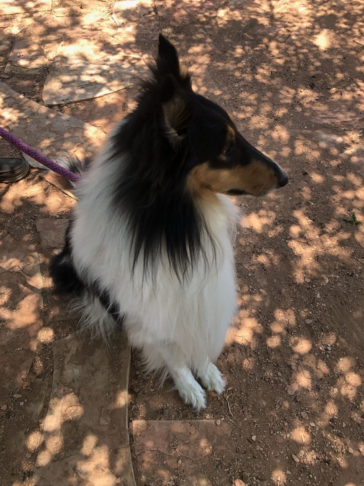 Collie Puppies breeder image 2
