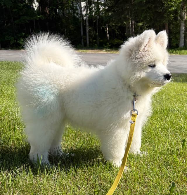 Samoyed Puppies media 3