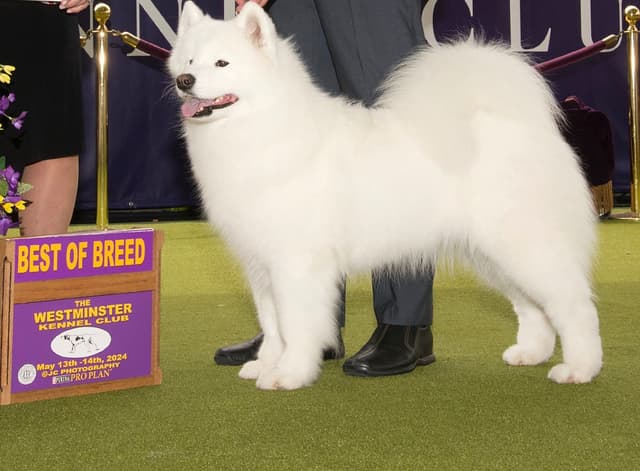 Samoyed Puppies media 2
