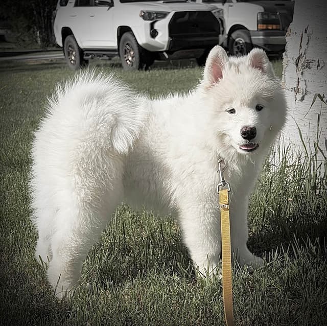 Samoyed Puppies media 5