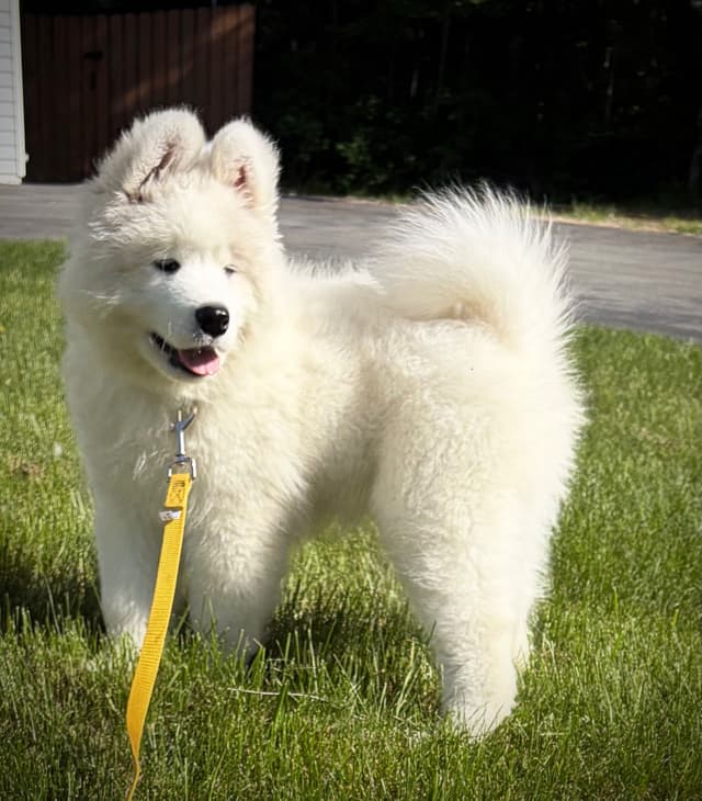 Samoyed Puppies media 4