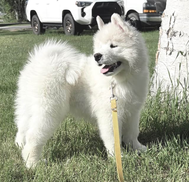Samoyed Puppies media 6