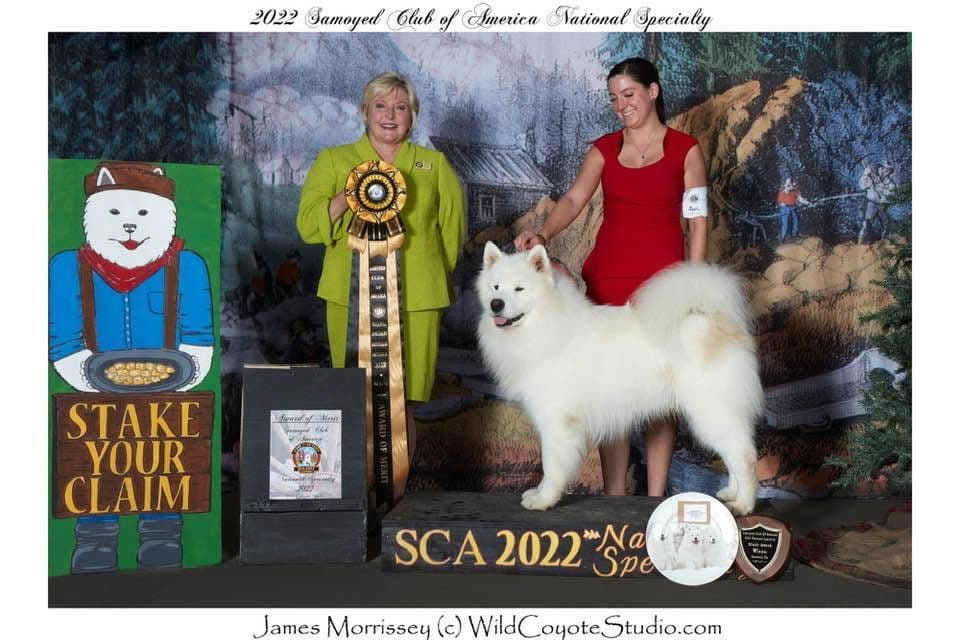 Samoyed Puppies breeder image 4