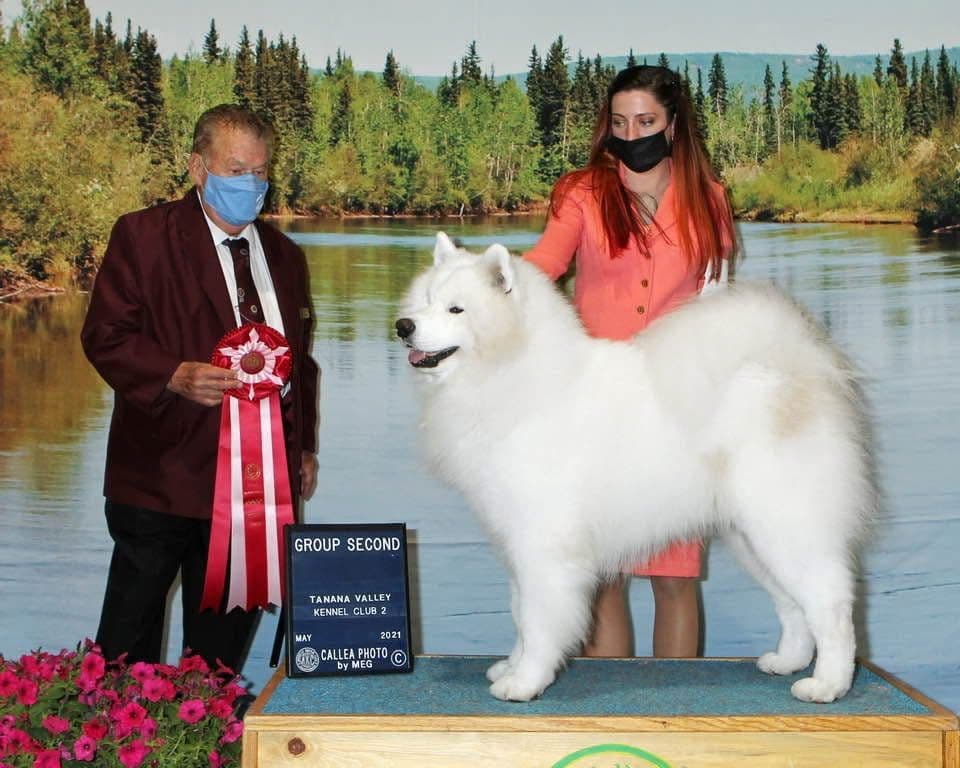 Samoyed Puppies breeder image 6