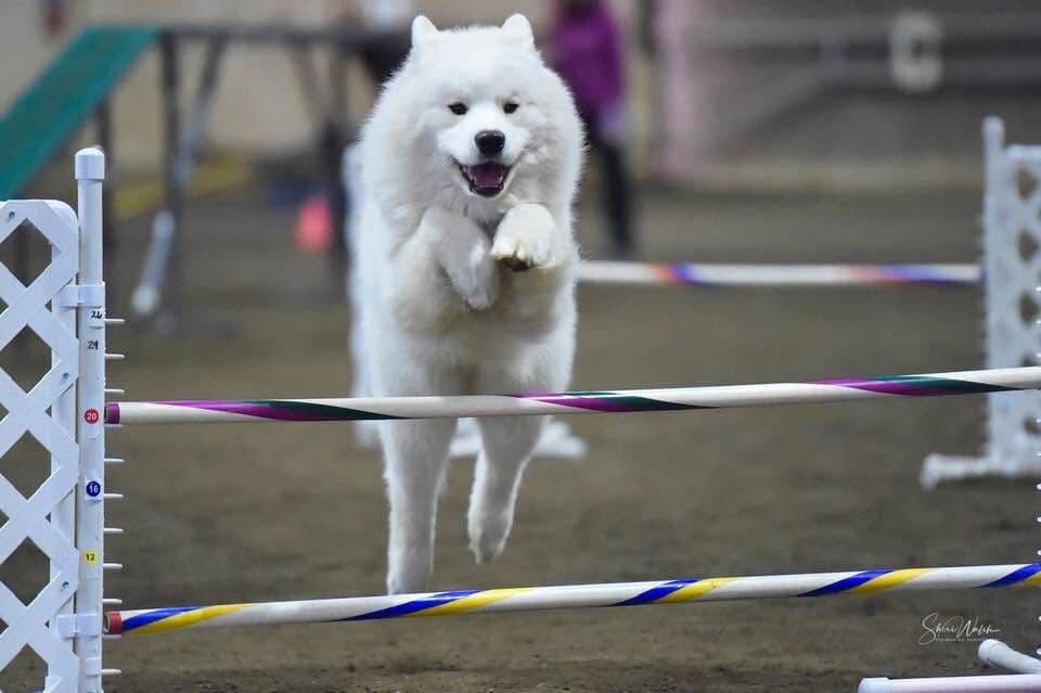 Samoyed Puppies breeder image 7