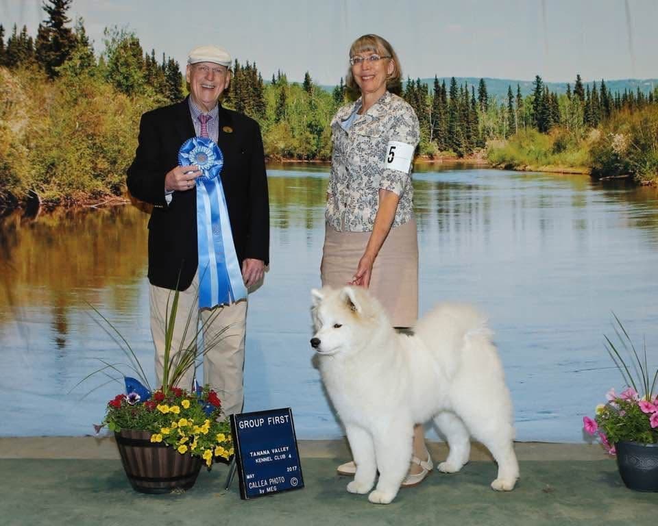 Samoyed Puppies breeder image 5