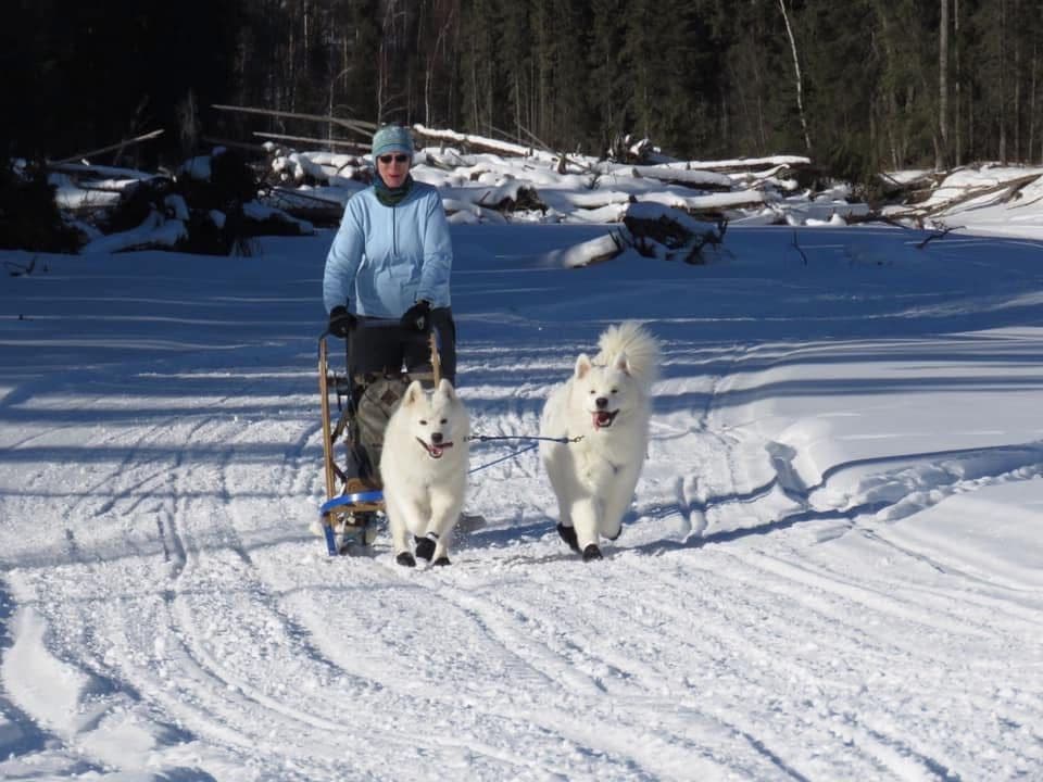 Samoyed Puppies breeder image 8